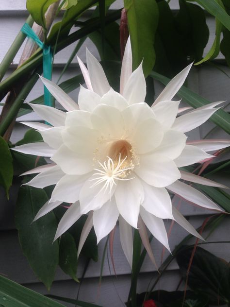 Night blooming Cyrus Epiphyllum Oxypetalum, Wijaya Kusuma, Night Blooming Cereus, Night Blooming Flowers, Orchid Cactus, Moon Garden, Cactus Flowers, Greenhouse Gardening, Most Beautiful Flowers