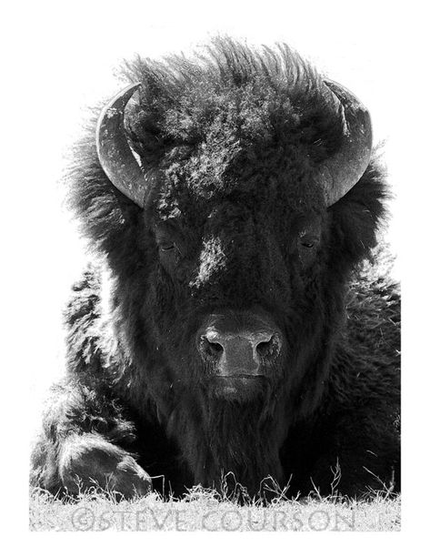 bison bull in black and white | This majestic bull was surve… | Flickr Bison Tattoo, Regard Animal, Buffalo Animal, Bison Art, Buffalo Art, Petit Tattoo, American Bison, Tin Man, Majestic Animals