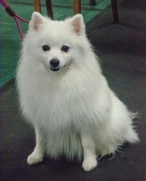 Fire’N’Ice Eskies - Toy & Mini American Eskimo Dogs - Puppies For Sale American Eskie Dog, American Eskie, Dog Having Puppies, Spitz Dog Breeds, Fire N Ice, Pomeranian Mix, Every Dog Breed, Spitz Dogs, Japanese Spitz