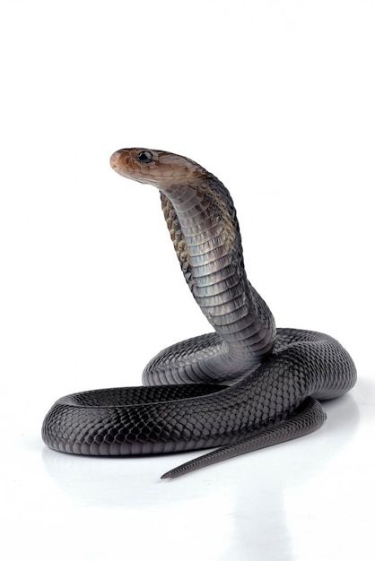 Foto se muestra una serpiente negra con ... | Premium Photo #Freepik #photo #serpiente #serpiente-cobra #reptiles #animales-reales Premium Photo, Reptiles, Animals