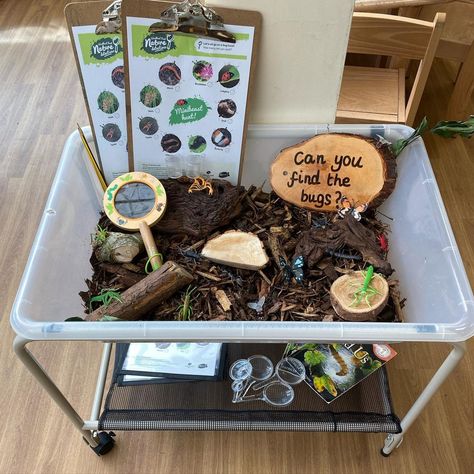 Bugs And Nature Activities, Bug Set Up Preschool, Insect Activity For Preschool, Montessori Bug Activities, Bug Hunt Preschool, Insect Eyfs Activities, Indoor Nature Activities, Insect Provocations Preschool, Reggio Bug Activities