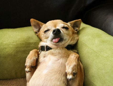 Anyone who's ever napped knows that some naps are better than others. There's a lot of advice floating around out there about how to optimize your napping, but only some of this advice is actually verified by science. Here's what the pros say about how to have the best possible nap. World Sleep Day, Sleeping Animals, Taking A Nap, Cute Chihuahua, Cuddly Animals, Nighty Night, Chihuahua Love, Health Nut, Retriever Puppy