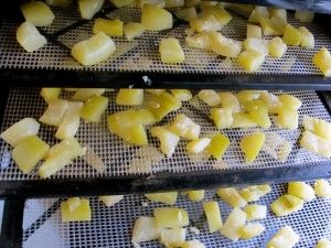 Dried "Pineapple" Zucchini - The Free Range Life Dehydrating Zucchini, Dehydrated Okra, Zucchini Pineapple, Dehydrator Recipes Fruit, Dehydrate Pineapple, Oven Roasted Zucchini, Dehydrating Food Storage, Dehydrated Apples, Dehydrating Food