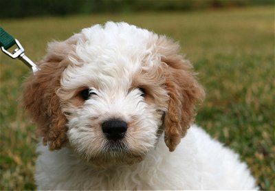 petite goldendoodle puppy White Mini Goldendoodle, Brown Goldendoodle, Golden Retriever Poodle, Miniature Goldendoodle, Goldendoodle Miniature, Golden Doodle Dog, Puppy Heaven, Mini Goldendoodle Puppies, Mini Puppies