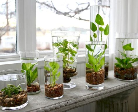 55 Indoor Water Garden Ideas That Fresh Your Room Water Garden Ideas, Water Plants Indoor, Water Garden Plants, Tanaman Air, Garden Answer, Taman Air, Indoor Water Garden, نباتات منزلية, Inside Plants