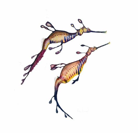 Animals Sketching, Sea Dragon Tattoo, Sea Dragon Art, Wyland Paintings, Creepy Illustration, Mantis Scientific Illustration, Weedy Sea Dragon Tattoo, Watercolour Stickers, Nudibranch Illustration