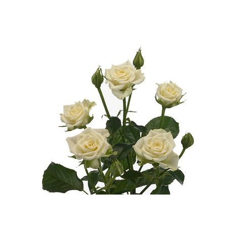 Rose branchue blanche -  fleurs mariage - France Fleurs White Spray Roses, Florist Supplies, Fresh Cut Flowers, Spray Roses, Wholesale Flowers, White Snowflake, White Image, Garden Styles, Flower Delivery