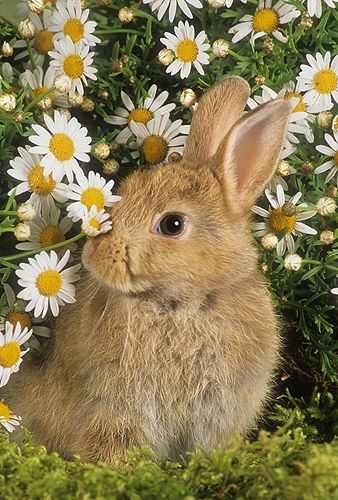 Regnul Animal, Beautiful Rabbit, Cute Bunny Pictures, Bunny Pictures, Baby Animals Pictures, Pet Bunny, Cute Animal Photos, Baby Bunnies