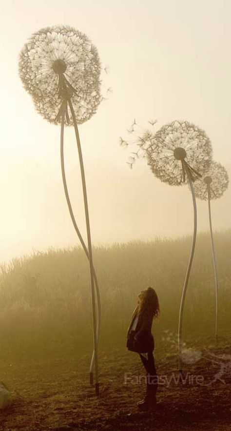 Beautifully Breathtaking- Giant Dandelions- OMG...I want one or three! Fantasywire.co.uk Giant Dandelion, Dandy Lion, Giant Tree, Rye, Book Accessories, Dandy, Chalkboard, Dandelion, I Want