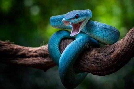 Attack position, a blue viper ready to attack anything , nature, macro, snake. A #Sponsored , #AFFILIATE, #Ad, #blue, #Attack, #macro, #viper Snake Attacking, Blue Viper, Blue Viper Snake, Blue Snake, Anime Snake, Viper Snake, Snake Photos, Turtle Images, Snake Wallpaper