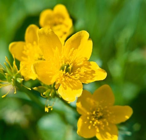 Plant; Flower; marsh-marigold, kingcup Best Perennials For Shade, Shade Landscaping, Marsh Marigold, Evergreen Landscape, Shady Garden, Garden 2023, Shade Loving Perennials, Outside Plants, Best Perennials