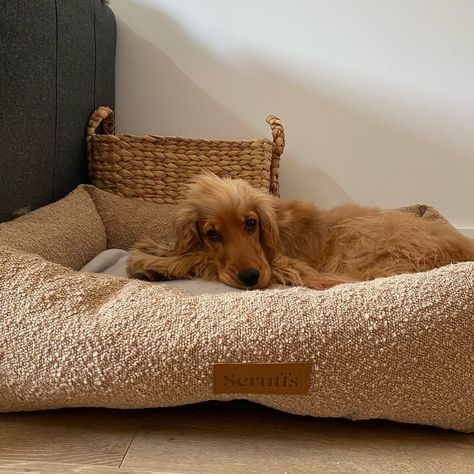 Paws up if you love curling up in pure comfort! My Boucle bed is the cosiest 🐾💤 📸 @golden_maple_syrup Tap to shop our Boucle Box Bed Brown 🛒 . . . #smalldog #cosydogs #dogpillow #memoryfoamdogbeds #cosyhome #puppy #cosyliving #cosynights #dog #smalldogbed #comfydog #dogbedgoals #dogbeds #dogbedinspration #dogblanket #cleverdog #doglife #happydog #dogoftheday #pet #instadog #doglover #dogsofinsta #animal #petstagram #doggo #instagramdogs #ScruffsPets Maple Syrup Taps, Boucle Bed, Clever Dog, Dog Beds For Small Dogs, Box Bed, Dog Blanket, Dog Pillow, Instagram Dogs, Happy Dogs