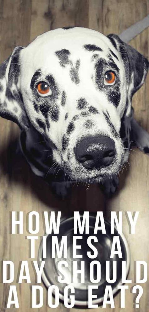 how many times a day should a dog eat What I Feed My Dog, Feeding Multiple Dogs, List Of What Dogs Can And Cant Eat, How Much Should I Feed My Dog, Things Dogs Can And Can’t Eat, Elderly Dogs, Colorful Hairstyles, American Animals, We Shed