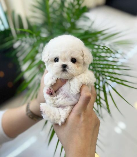 💜Meet Preston the cute and sweet Teacup ☕️Maltese Puppy 🐶 now available and ready to go ✈️ all shots and papers available. Teacup Maltese Puppies, Teacup Puppy, Teacup Maltese, Cute Dogs Images, Very Cute Puppies, Maltese Puppies, Dream Dog, Maltese Puppy, Teacup Puppies