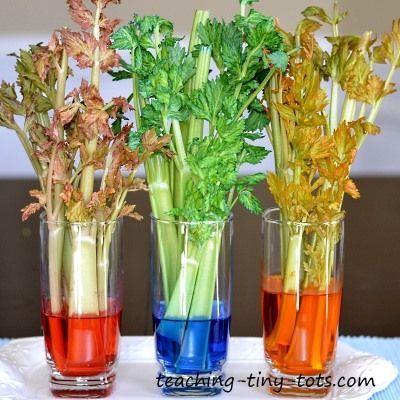 Toddler Science: The Celery Experiment and How Plants Absorb Water from their Roots Celery Science Experiment, Color Changing Celery Experiment, Celery Science Experiment For Kids, Celery Color Experiment, Celery Experiment, Osmosis Experiment, Celery Flower, Garden Science, Making Snacks