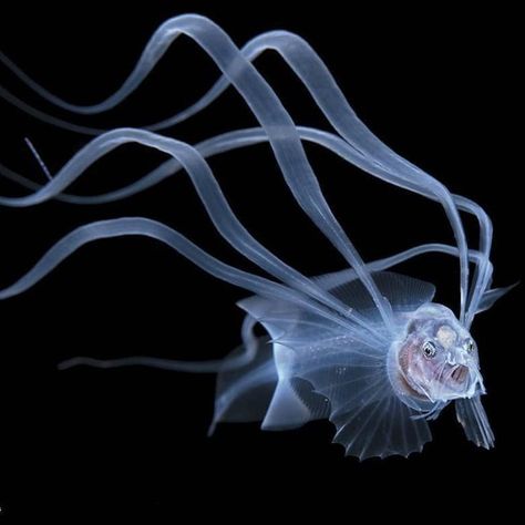 The bony-eared assfish (Acanthonus armatus) juvenile form Marine Photography, Deep Sea Life, Art Underwater, Shark Swimming, Deep Sea Creatures, Underwater Photographer, Beautiful Sea Creatures, Underwater Photos, Glamour Shots