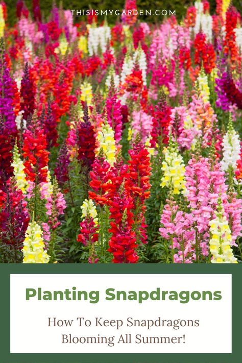 Snapdragons are one of the most unique and fun flowers around! Believe it or not, their blooms are hinged and actually open and close when pollinators land on them. Find out how to plant and care for snapdragons this year so you can keep them blooming all summer long! Planting Snapdragons, Snapdragon Flowers, Flower Bed Designs, Succession Planting, Veg Garden, Cut Flower Garden, Annual Flowers, Flower Care, Herbaceous Perennials