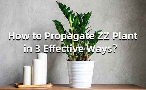 How to Propagate ZZ Plant in 3 Effective Ways Propagate Zz Plant, Zz Plant, Grow Tent, Growing Seeds, Led Grow, Led Grow Lights, Growing Indoors, Plant Growth, Grow Lights