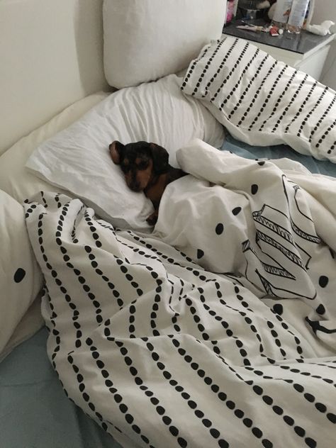 Hotels Around The World, Miniature Dachshunds, Sausage Dogs, Pet Friendly Hotels, Weenie Dogs, Best Dog Breeds, Luxury Pet, Dachshund Lovers, Dachshund Puppies