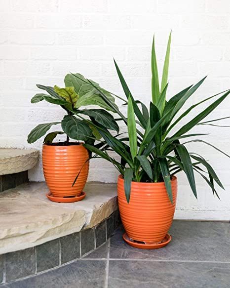 Gardenuity Ceramic Flower Pots and Garden Planters - Orange Indoor Plant Pots, Outdoor Planter (Both) Plant Pots Outdoor, Tall Potted Plants, Large Ceramic Planters, Orange Ceramic, Orange Plant, Potted Plants Outdoor, Flower Pot Design, Succulent Bouquet, Patio Pots