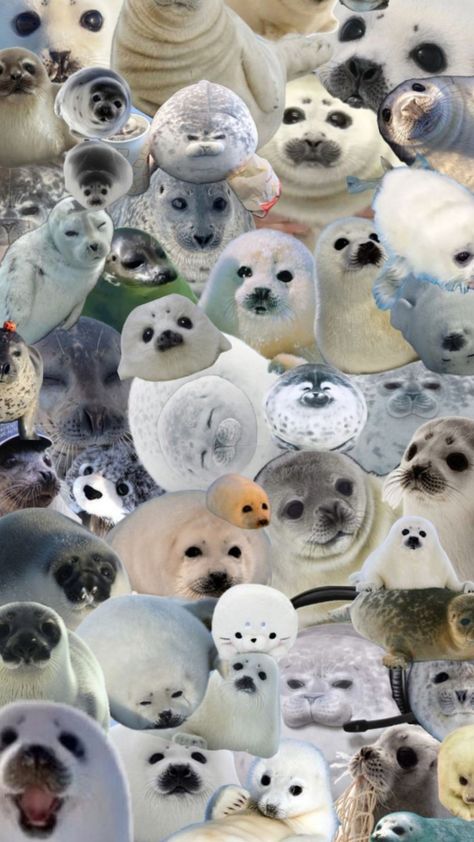 Fav Animal, Sealife, Your Aesthetic, Seals, Energy, Collage