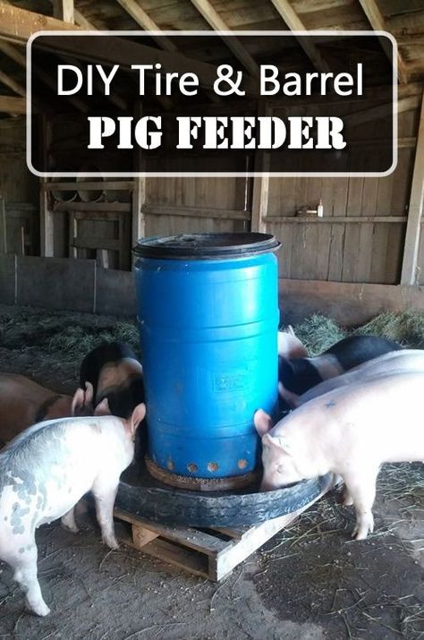 DIY Tire & Barrel Pig Feeder - easy step by step instructions... #pigs #diy  #homestead #homesteading Pigs Farming Livestock, Pig Shelter, Pig Feeder, Pig Waterer, Pig Feed, Raising Pigs, Raising Farm Animals, Pig Pen, Pot Belly Pigs