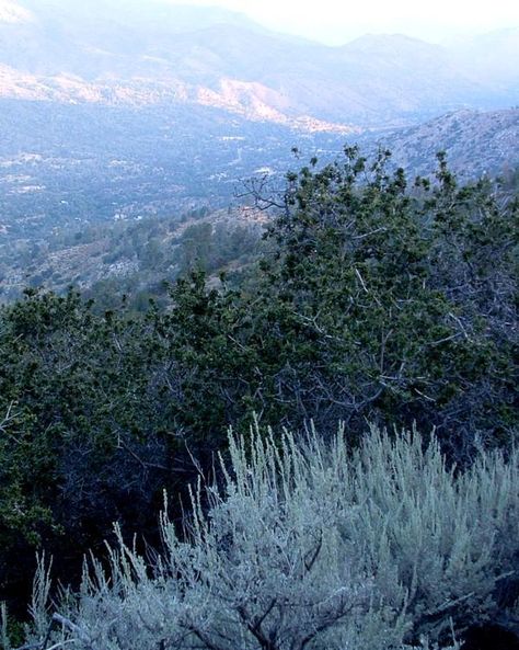 Artemisia tridentata, Great Basin Sage Brush, with Quercus alvordiana in the background, near Tehachapi, California. Artemisia Tridentata, Big Sagebrush, Tehachapi California, Sage Brush, Habitat Garden, Great Basin, Music Ideas, Water Wise, Late Winter