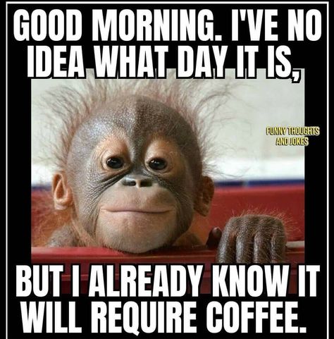 Funny Good Morning Images, Coffee Jokes, Happy Day Quotes, Funny Day Quotes, Coffee Quotes Funny, Morning Memes, Good Morning Funny Pictures, Dolls Art, Cute Good Morning Images