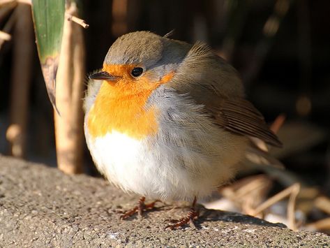 Bird obesity is becoming an epidemic. | Community Post: 15 Signs That Bird Society Is Going To Hell Fat Bird, Feather Photography, Robin Redbreast, Round Robin, Red Robin, Robin Bird, All Birds, Pisco, Colorful Birds