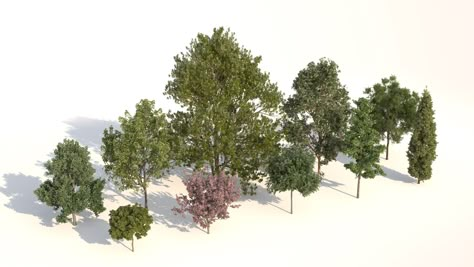 Tree Render, Photoshop Landscape, Photoshop Rendering, 3d Tree, 3d Architectural Visualization, Model Tree, 3d Architecture, Architectural Visualization, Architecture Design Concept