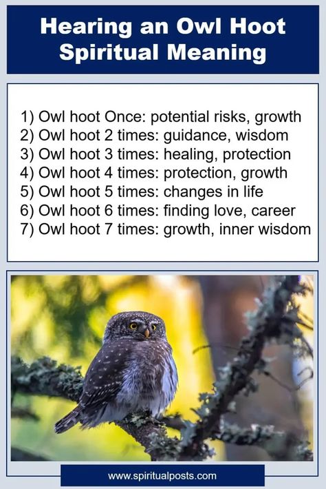 Meaning of Hearing an Owl Hoot: 2, 3, 4, 5, 6, 7 Times at Night | Spiritual Posts Spiritual Meaning Of Owls, Hearing An Owl Meaning Spiritual, Spiritual Meaning Of Hearing Owls, Owl Omen Meaning, Owl Hooting Meaning Spiritual, Owl Meaning Spiritual, Owl Spiritual Meaning, Owl Meaning, Spiritual Owl