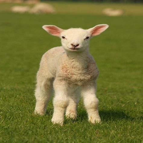 Lamb Pictures, Lamb Drawing, Sheep Mobile, Sheep Crafts, Baa Baa Black Sheep, Cute Lamb, Showing Livestock, Cute Goats, Mother Earth News