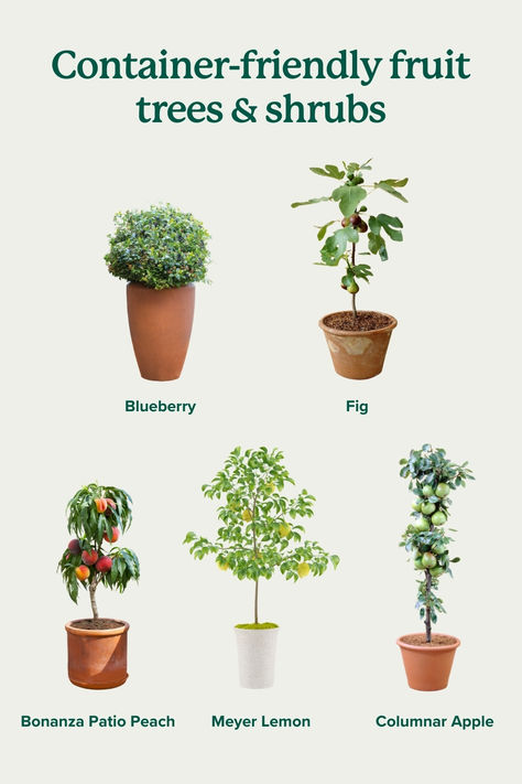 Have a small space or a patio? Here are our top picks for fruit trees and shrubs you can grow in a container. Trees For Balcony Small Spaces, Fruit Tree In Container, Fruit Tree In Pot, Small Fruit Garden Ideas, Best Potted Trees Outdoor, Small Fruit Tree Garden, Growing Trees In Pots, Fruit Trees Backyard Landscaping, Balcony Trees