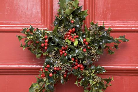 Create a beautiful Christmas star decoration, with fresh holly and ivy, from the experts at BBC Gardeners' World Magazine and gardenersworld.com. Christmas Tree Decoration Diy, Star Door, Images Of Christmas, Holly And Ivy, Holly Decorations, Christmas Tree Images, Popular Images, Christmas Star Decorations, Christmas Flower Arrangements