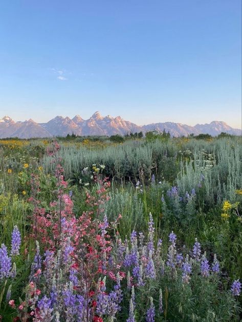 Pretty Flower Field, Nature Aesthetic Pictures, Nothing But Flowers, Pretty Landscapes, Pretty Flower, Pretty Sky, Alam Yang Indah, Nature Aesthetic, Flower Field