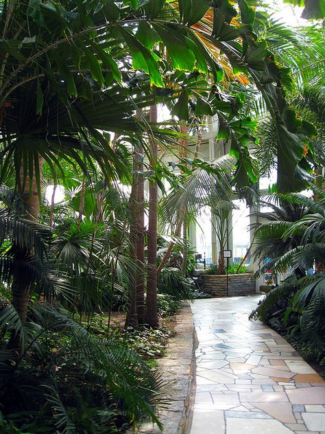 como conservatory | Flickr - Photo Sharing! Como Conservatory, Scene Culture, Cast Shadow, Wild Swans, Conservatory Greenhouse, Phipps Conservatory, House Entry, Minneapolis St Paul, Inspiring Places