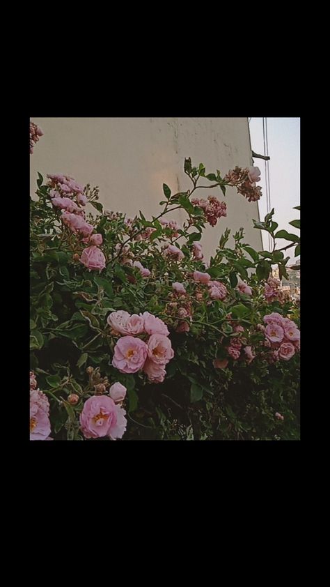 Flower Pics Aesthetic, Sky Flower Aesthetic, Snapchat Flowers Pics, Flower Aesthetic Instagram Story, Snapchat Fake Pictures, Aesthetic Flower Pics, Fake Pictures Snapchat, Asthetic Snaps, Nature Snap