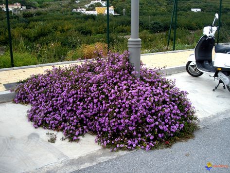 Lantana Montevidensis Trailing Lantana, Ground Covers, English Cottage Garden, California Landscape, Plant List, English Cottage, Colorful Garden, Drought Tolerant, Rock Garden