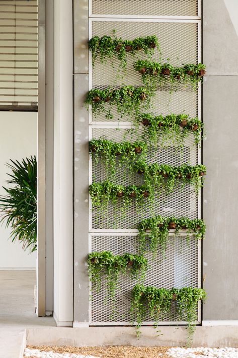 Wall Garden Indoor, Backyard Herb Garden, Vertikal Garden, Garden Watering System, Vertical Garden Indoor, Backyard Garden Landscape, Vertical Garden Wall, Vertical Garden Diy, Garden Frame