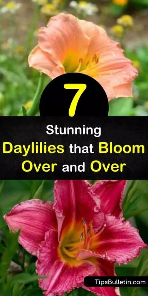 Discover how to enjoy daylily flowers from spring through fall by filling your garden with reblooming flowers. Grow daylilies with a long bloom time such as Pardon Me, Happy Returns, Apricot Sparkles, and Stella de Oro. #rebloomingdaylilies #longbloomdaylilies #daylily #rebloom Bulbs In Pots, Day Lilies Care, Lilly Garden, Growing Lilies, Reblooming Daylilies, Lily Care, Eden Rose, Daylily Garden, Nails Flowers