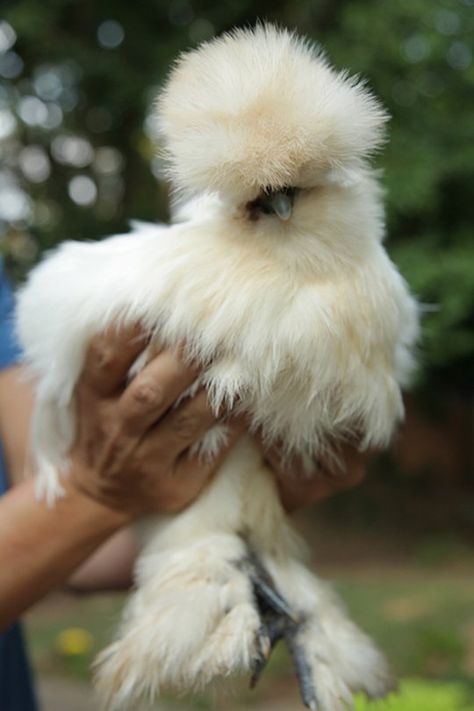 Is This Not the Best Chicken You've Ever Seen? (Her Name Is  Izzy-Belle.) Silke Chicken, Fuzzy Chickens, Silkie Chicken Names, Silkie Chicken Aesthetic, Paint Silkie Chicken, Fluffy Chicken, Silkie Chickens, Fancy Chickens, Beautiful Chickens