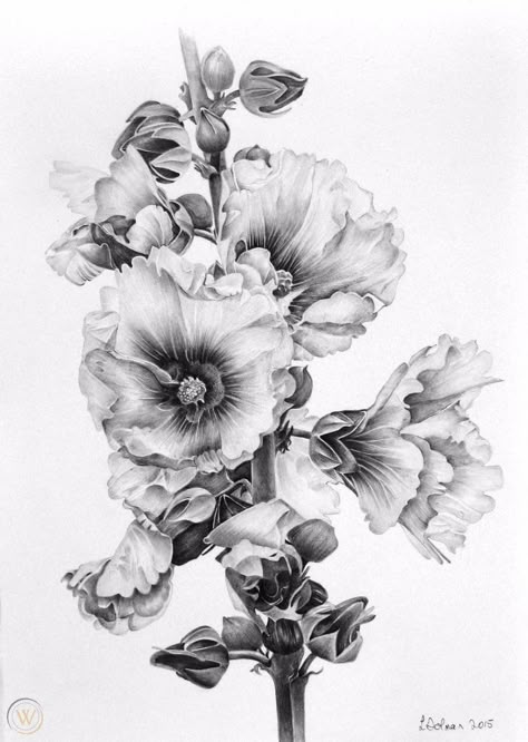 Flower Sketch Pencil, Realistic Flower Drawing, Drawing Of Flowers, Hollyhocks Flowers, Pencil Drawings Of Flowers, Your Drawing, Flower Sketches, Charcoal Art, Floral Drawing