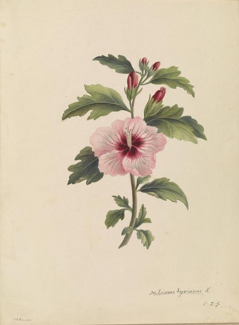 Polaroid Reference, Botanical Journal, Flower Reference, Hibiscus Syriacus, Beautiful Collage, Rose Of Sharon, Botanical Illustrations, Ornamental Trees, Charles Darwin