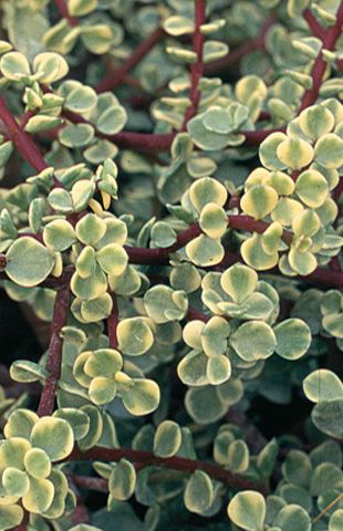 PORTULACARIA afra 'Variegata' Fence Greenhouse, Elephant Bush, Elephant Food, Bush Plant, Succulent Collection, Jade Plant, Indoor Bonsai, Plants Are Friends, Crassula Ovata