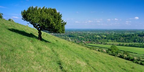 Box Hill in the Surrey North Downs - TownandCountrymag.com Town And Country Magazine, Box Hill, England Travel Guide, Garden Goals, Country Magazine, Visual Metaphor, Wedding Painting, British Summer, Writing Notebook