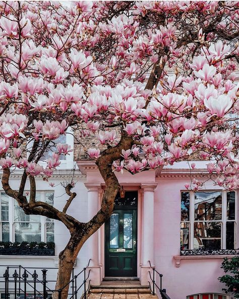 Pink Magnolia, Magnolia Trees, Bright Spring, Modern Love, Travel Images, Tickled Pink, Best Places To Travel, Spring Day, Travel And Leisure