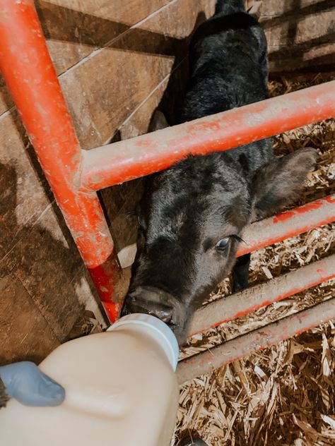 Bottle Calf, Wallpaper Country, Calving Season, Fluffy Cow, Aesthetic Country, Western Wallpaper, Country Aesthetic, Fluffy Cows, Western Aesthetic