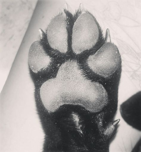 Labrador Labrador Paw Tattoo, Paw Tattoo, Print Tattoos, Paw Print Tattoo, Geometric Tattoo, Paw Print, Tatting, Labrador, Pure Products