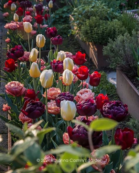 Tulips Garden Design, Planting Tulips, Tea Rooms, Tulips Garden, Garden Planner, Fine Gardening, Garden Bulbs, Small Space Gardening, Fall Plants