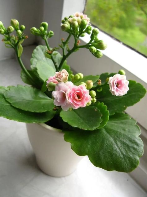 Kalanchoe Flowers, Indoor Cactus Plants, Kalanchoe Blossfeldiana, Holiday Cactus, Ghost Plant, Flowering Succulents, نباتات منزلية, Succulent Soil, Easy Care Plants